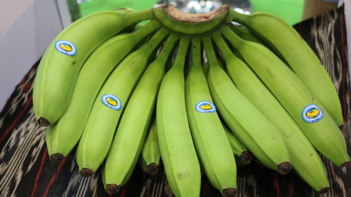 Philippine Banana Exports to China Remain Strong, 50 Volume Increase
